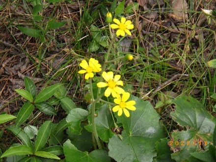 紅葉と見ごろの花々（2025.11.13）