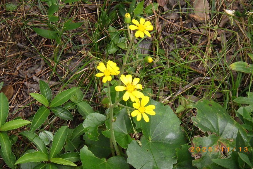 紅葉と見ごろの花々（2025.11.13）