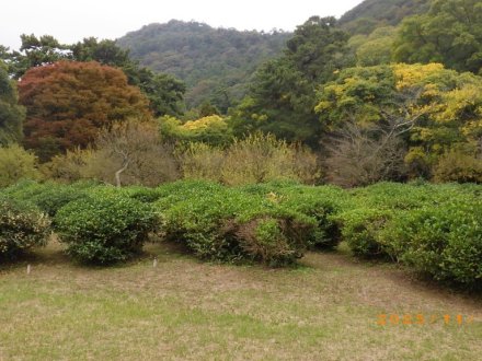 紅葉と見ごろの花々（2025.11.13）