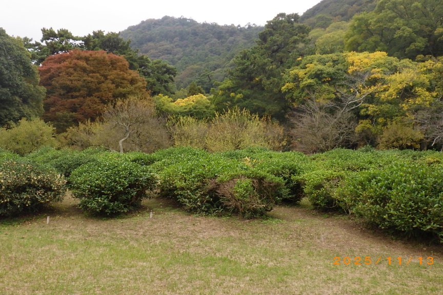 紅葉と見ごろの花々（2025.11.13）