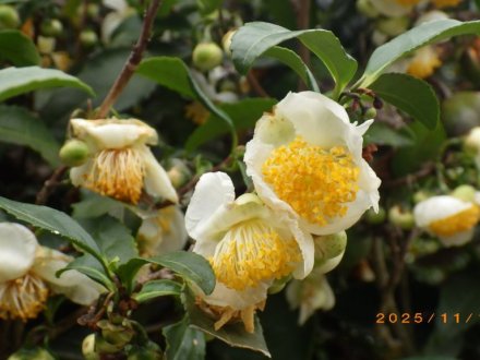 紅葉と見ごろの花々（2025.11.13）