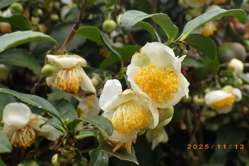 紅葉と見ごろの花々（2025.11.13）