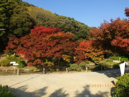 紅葉と見ごろの花々（2025.11.20）