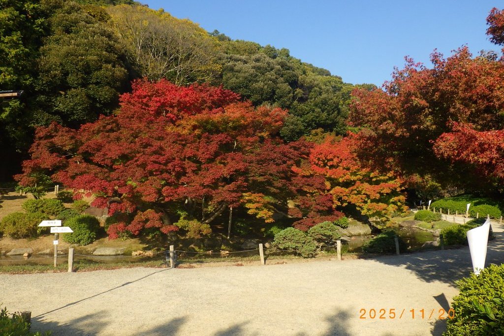 紅葉と見ごろの花々（2025.11.20）