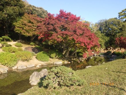 紅葉と見ごろの花々（2025.11.20）
