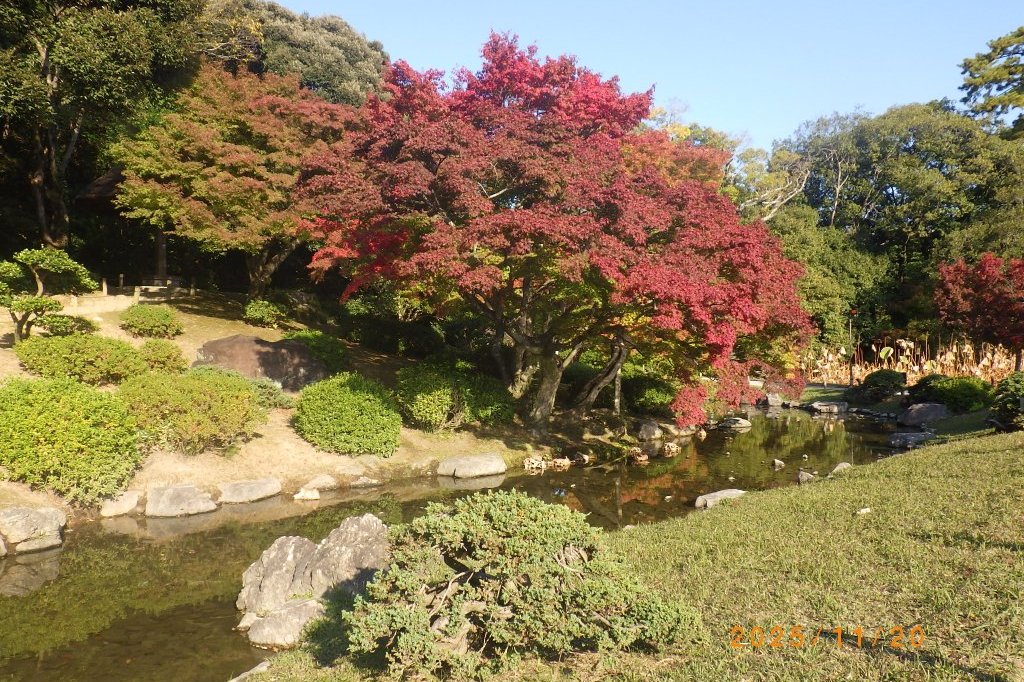 紅葉と見ごろの花々（2025.11.20）