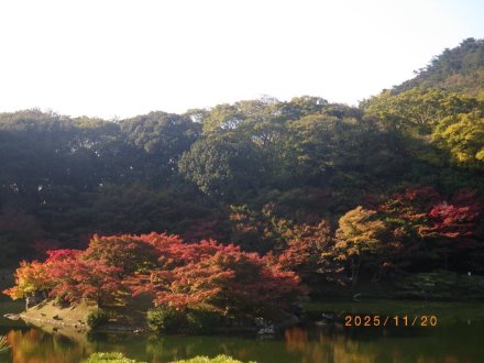 紅葉と見ごろの花々（2025.11.20）