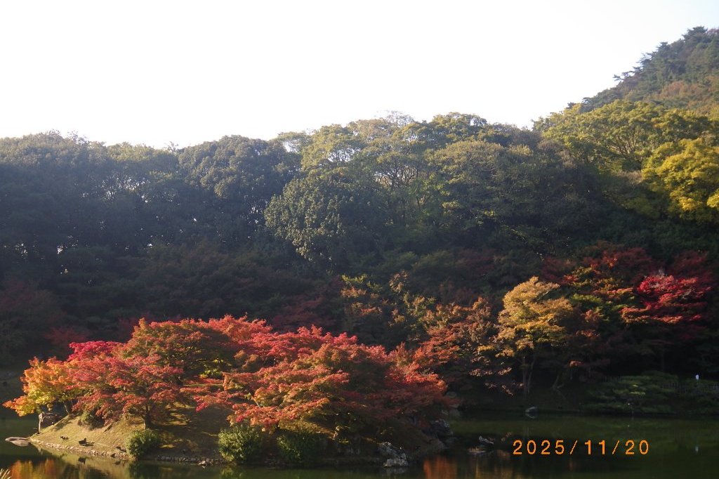 紅葉と見ごろの花々（2025.11.20）