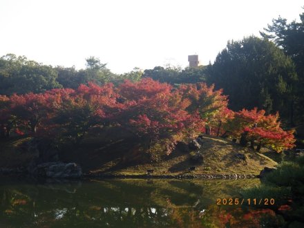 紅葉と見ごろの花々（2025.11.20）