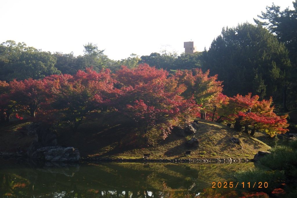 紅葉と見ごろの花々（2025.11.20）