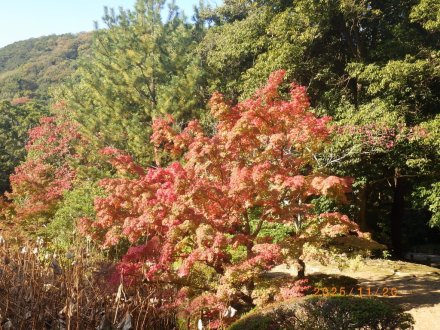 紅葉と見ごろの花々（2025.11.20）