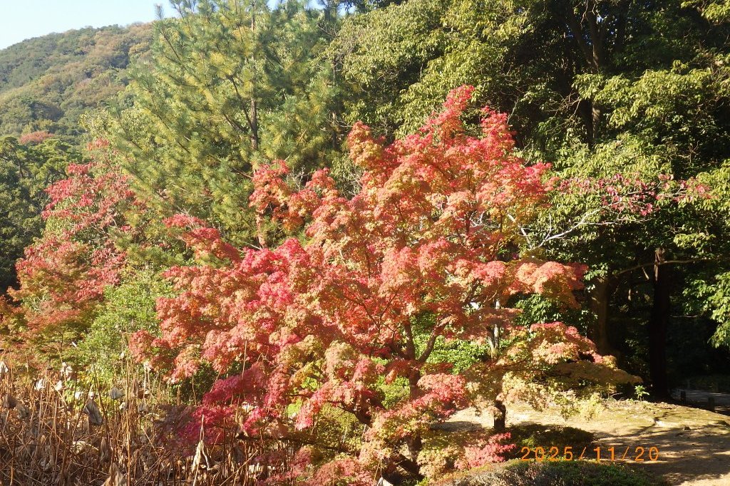 紅葉と見ごろの花々（2025.11.20）