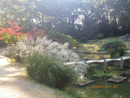 紅葉と見ごろの花々（2025.11.20）