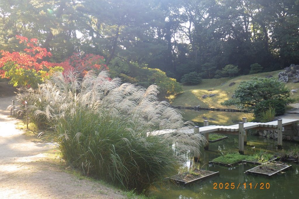 紅葉と見ごろの花々（2025.11.20）