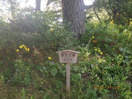 紅葉と見ごろの花々（2025.11.20）