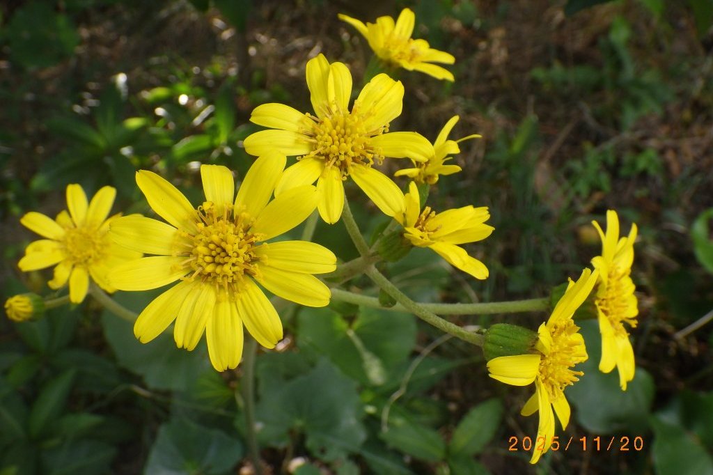 紅葉と見ごろの花々（2025.11.20）