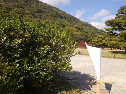 紅葉と見ごろの花々（2025.11.20）