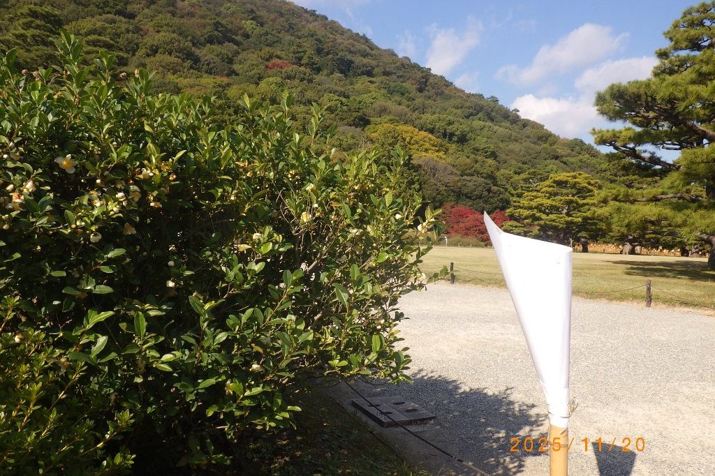 紅葉と見ごろの花々（2025.11.20）