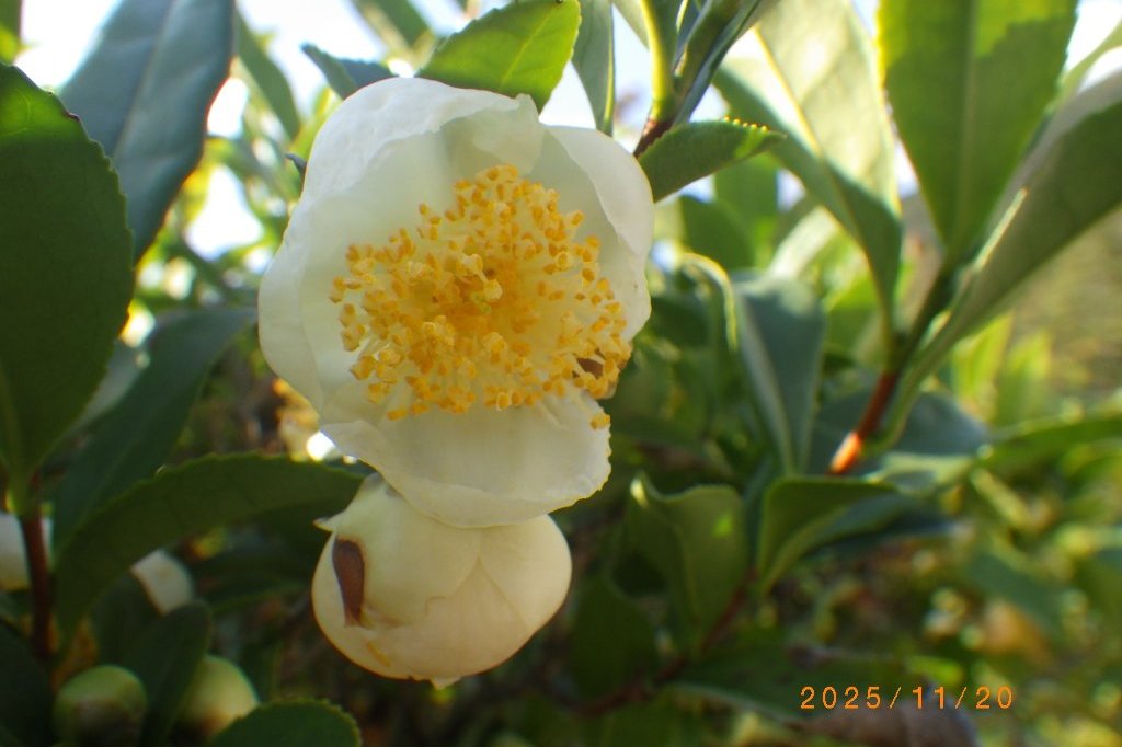 紅葉と見ごろの花々（2025.11.20）