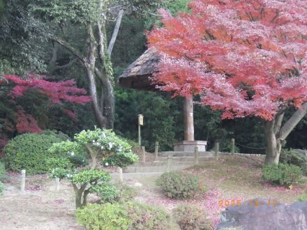 見ごろの花々（2025.12.10）