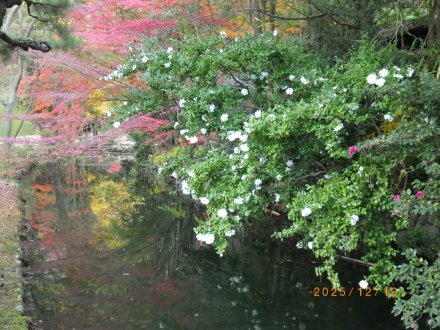 見ごろの花々（2025.12.10）