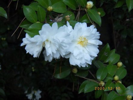 見ごろの花々（2025.12.10）