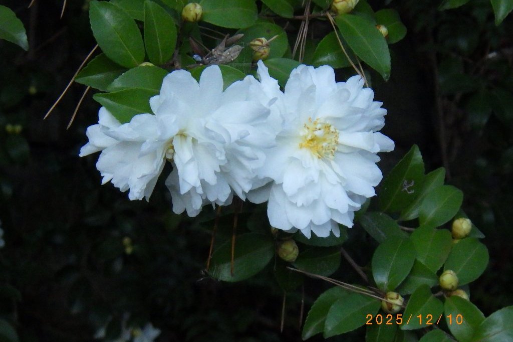 見ごろの花々（2025.12.10）