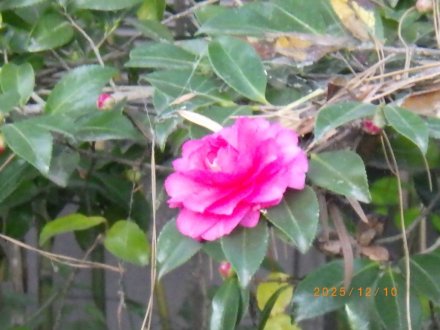 見ごろの花々（2025.12.10）