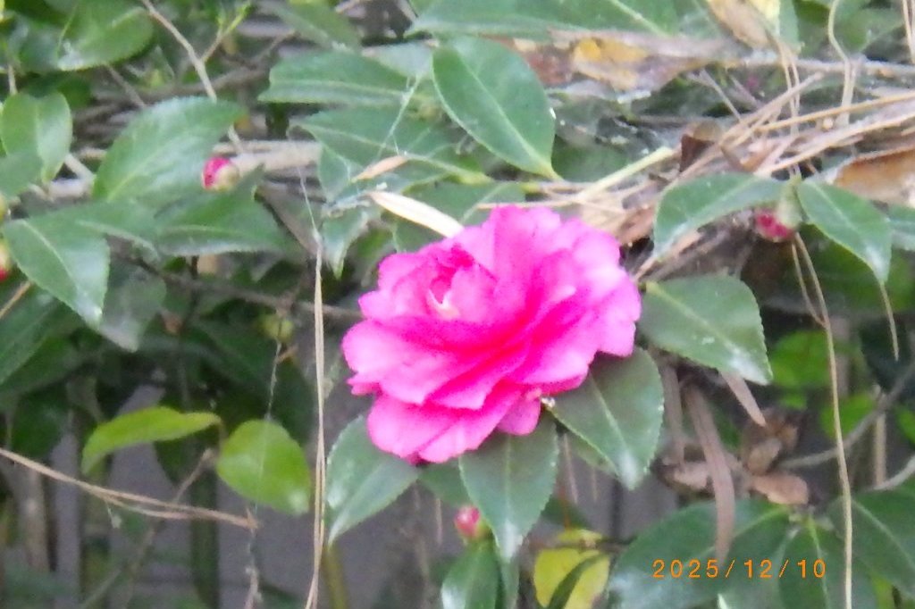 見ごろの花々（2025.12.10）