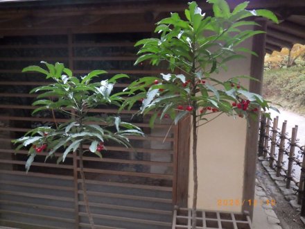 見ごろの花々（2025.12.10）