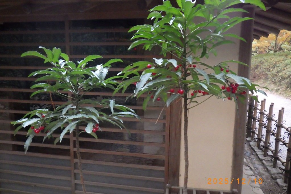 見ごろの花々（2025.12.10）