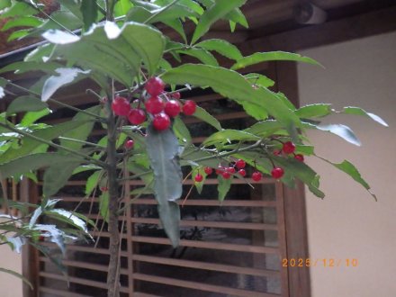 見ごろの花々（2025.12.10）