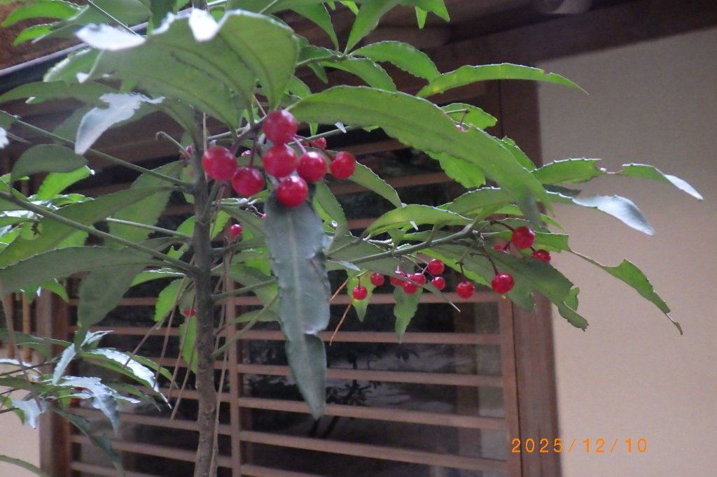 見ごろの花々（2025.12.10）