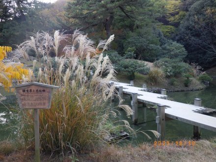 見ごろの花々（2025.12.10）