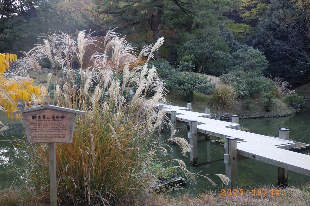 見ごろの花々（2025.12.10）