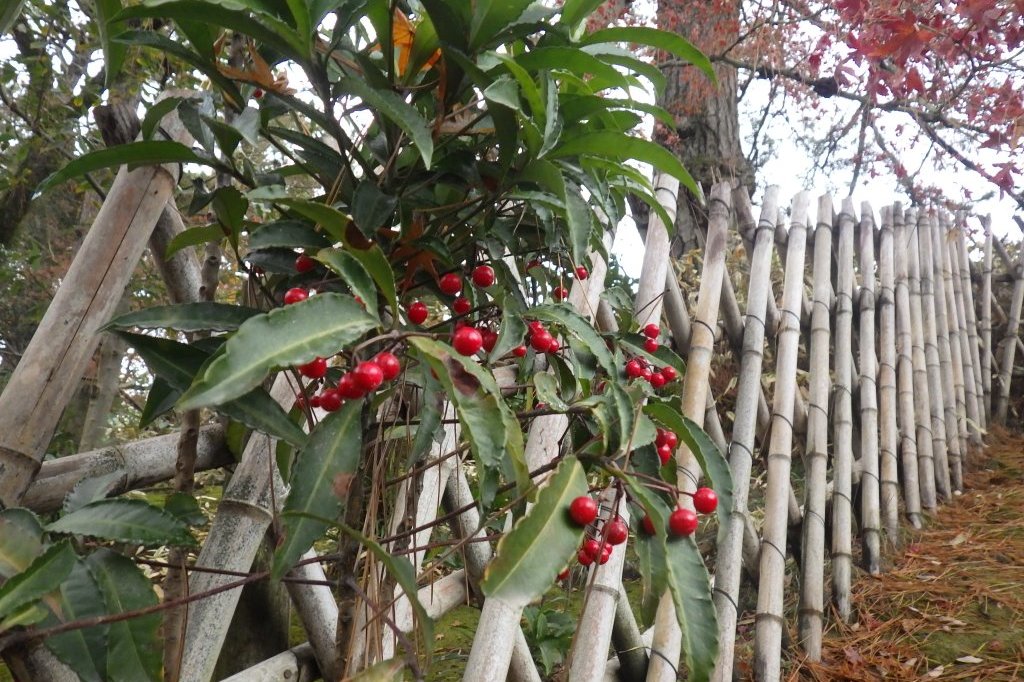 見ごろの花々（2025.12.25）