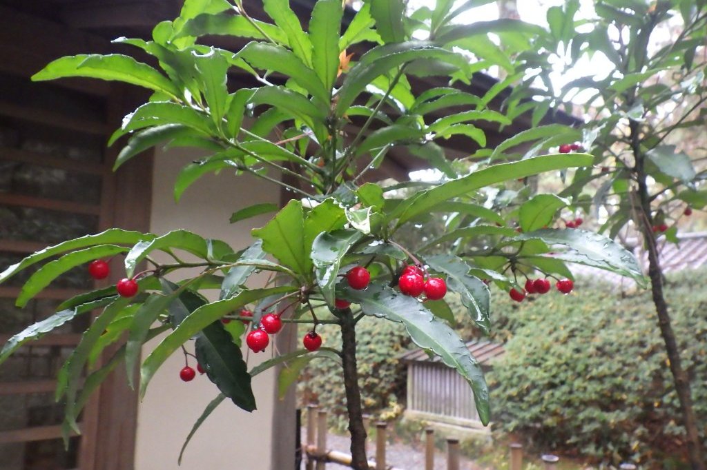 見ごろの花々（2025.12.25）