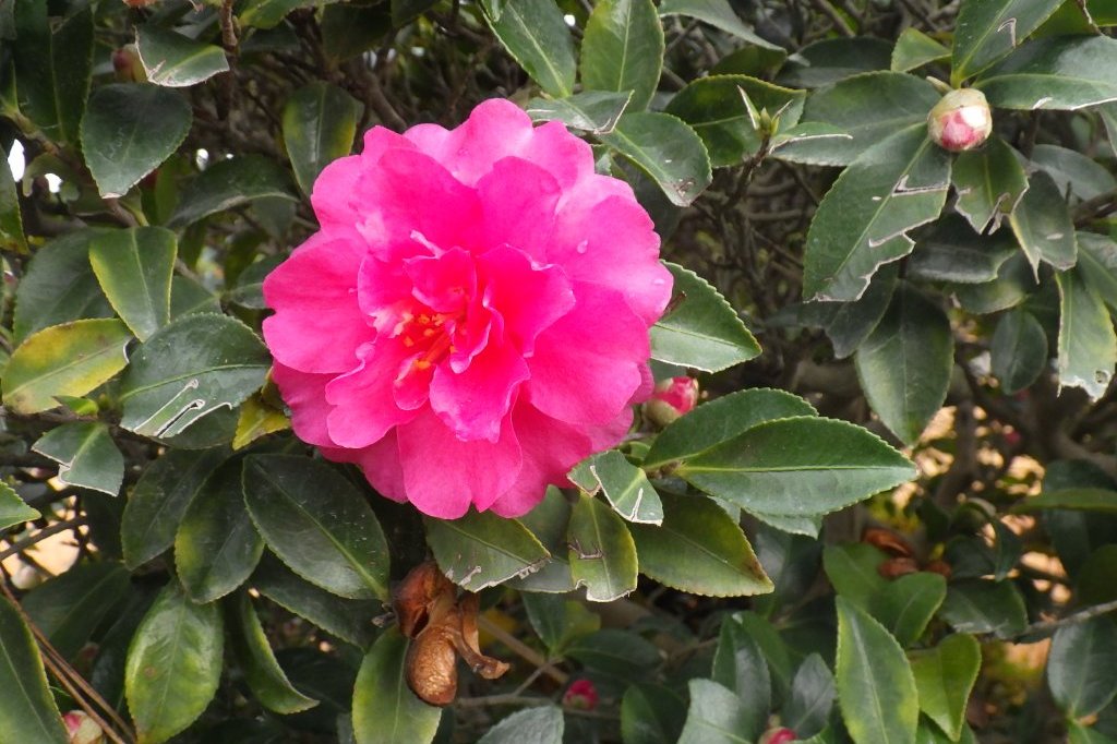 見ごろの花々（2025.12.25）