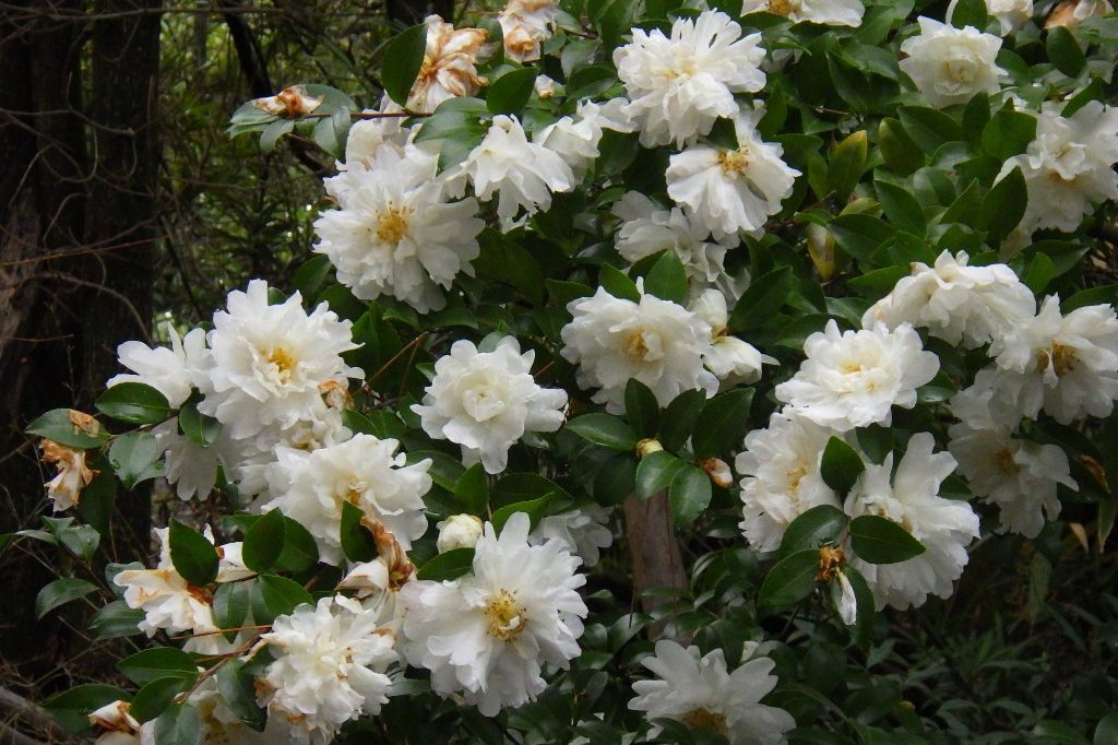 見ごろの花々（2025.12.25）