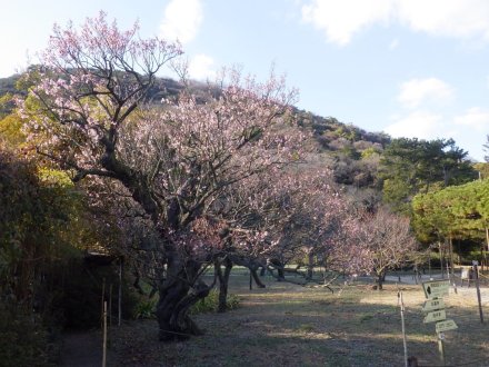 冬至梅と見ごろの花々（2026.1.9）