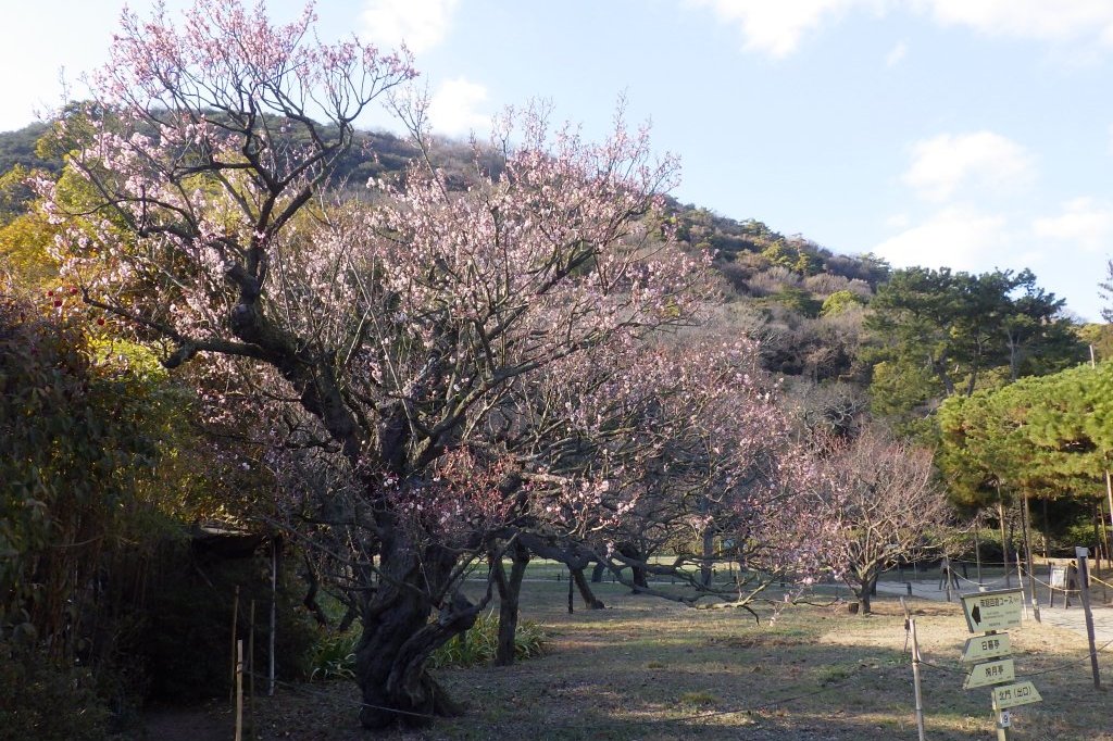 冬至梅と見ごろの花々（2026.1.9）