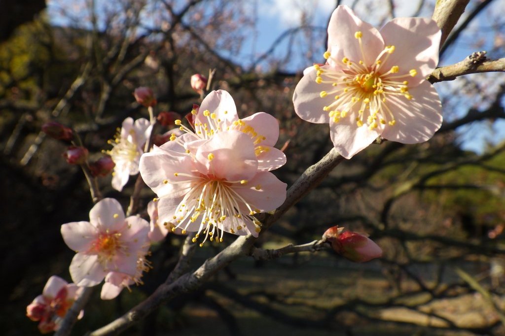 冬至梅と見ごろの花々（2026.1.9）