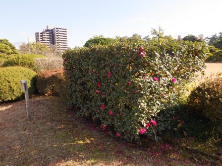 冬至梅と見ごろの花々（2026.1.9）