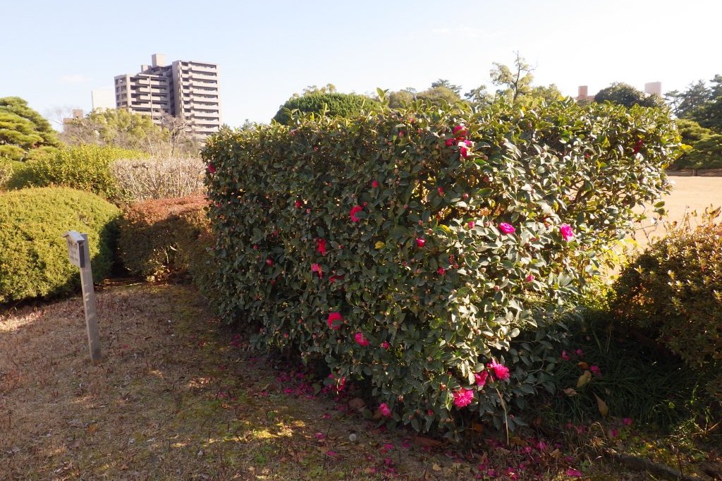 冬至梅と見ごろの花々（2026.1.9）