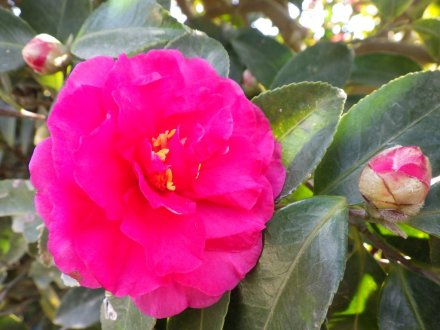 冬至梅と見ごろの花々（2026.1.9）