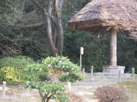 冬至梅と見ごろの花々（2026.1.9）