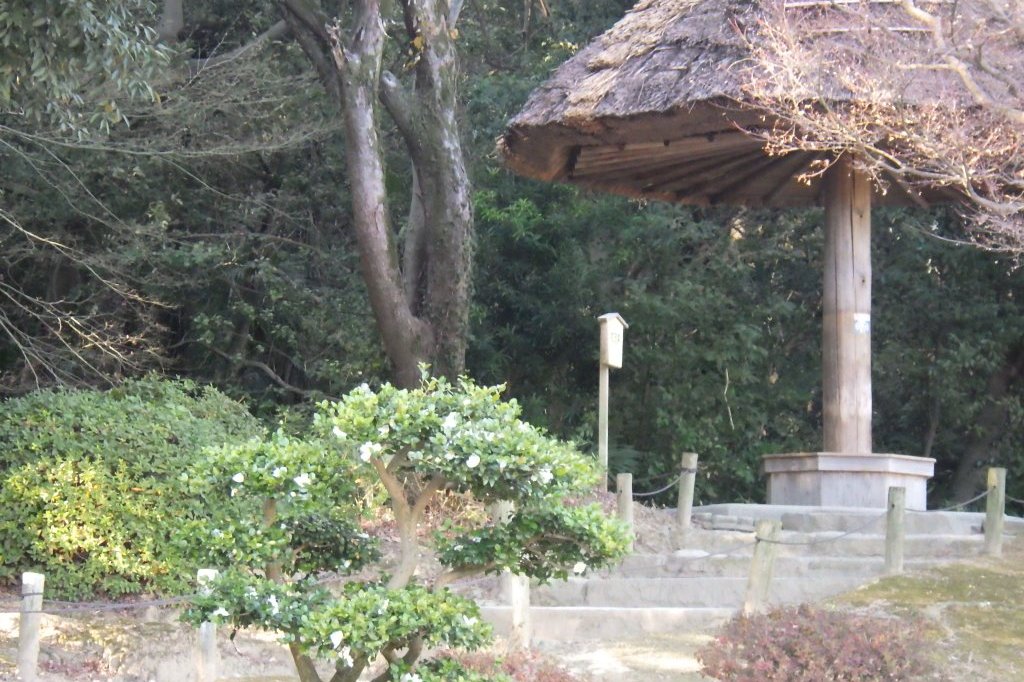 冬至梅と見ごろの花々（2026.1.9）