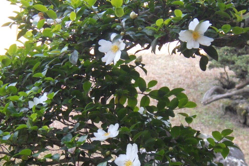 冬至梅と見ごろの花々（2026.1.9）