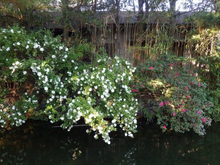 冬至梅と見ごろの花々（2026.1.9）