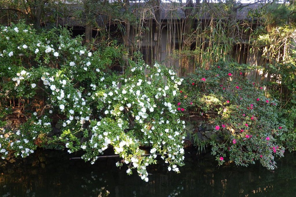 冬至梅と見ごろの花々（2026.1.9）